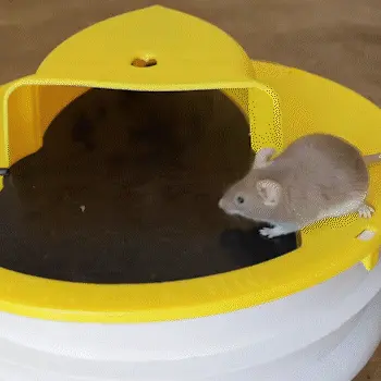 Mousetrap – Zamka za miševe i štakore 02